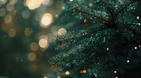 Evergreen pine branch with water drops against dark background with golden bokeh lights creating magical winter holiday atmosphere. For festive designs.