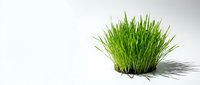 Young green grass tuft isolated on white background, ready for design projects, web graphics, and botanical illustrations.