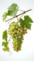 Fresh green grape cluster hanging from vine branch with leaves isolated on white background for wine making and healthy eating concepts.