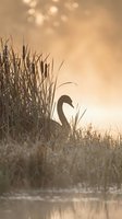 Swan silhouette among tall reeds at golden hour sunrise with warm bokeh light reflections on calm water surface creating peaceful wetland atmosphere.