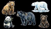 Watercolor bear collection with grizzly, black bear, polar bear with cub, panda, and brown bear cub, isolated on transparent background, ready for stickers, clipart, and t-shirt design.