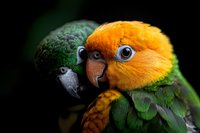 Two colorful parrots with vibrant green and orange plumage showing affection in close intimate pose against dark background for wildlife photography.