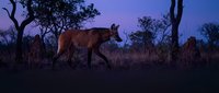 Wild fox walking through natural woodland habitat during twilight hours with purple sky and silhouetted trees creating atmospheric wildlife scene.