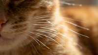 Close-up of orange tabby cat whiskers with warm golden sunlight creating lens flare effect. Macro photography capturing feline facial features in soft focus.