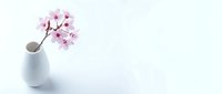 Minimalist pink cherry blossom branch in white ceramic vase on clean background for spring decor and wellness concepts.