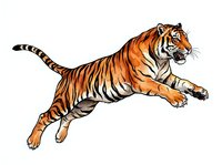 Striped tiger leaping in mid-air with extended paws, isolated on white background. Suitable for wildlife designs, educational materials, and graphic applications.