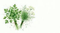 Watercolor bouquet of fresh parsley and dill tied with twine, isolated on white background, for culinary, kitchen decor, and packaging design.