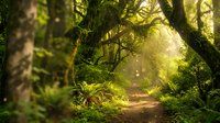Enchanted forest path with moss-covered trees and golden sunlight filtering through lush green canopy creating magical woodland atmosphere for nature backgrounds.