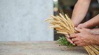 Farmer hands holding golden wheat stalks on wooden table, agricultural harvest and grain production concept for farming industry.