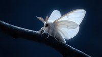 White moth with delicate wings perched on dark branch against deep blue background. Nocturnal insect in natural habitat for wildlife and nature concepts.