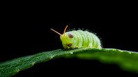 Green caterpillar with spiky bristles crawling on dark leaf surface in macro photography, showing detailed texture of larva and plant in natural environment.