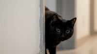 Black cat with blue eyes peeking curiously around a white wall corner indoors, capturing a playful and mysterious feline moment.