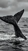 Humpback whale tail fluke emerging from ocean waves in dramatic black and white photography capturing marine wildlife behavior in natural habitat.