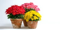 Vibrant chrysanthemum flowers in red, pink, and yellow blooming in rustic terracotta pots against white background, creating colorful home decoration.