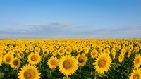 Vast sunflower field stretching to horizon under blue sky with white clouds. Golden yellow blooms create stunning agricultural landscape for summer concepts.