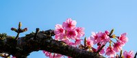 Pink cherry blossoms blooming on dark tree branch against clear blue sky background. Spring flowering tree with delicate petals for seasonal designs.