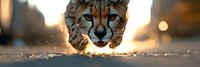 Close up portrait of cheetah face with intense blue eyes against dramatic sunset background, low angle view showing fierce predator expression and spotted fur pattern.