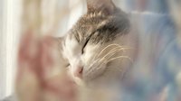 Peaceful tabby cat sleeping in soft natural light near a window, with a dreamy blurred background in pastel tones.