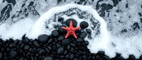 Red starfish on black volcanic pebbles with white ocean foam creating natural contrast on dark beach shore for marine life and coastal themes.