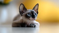 Curious Siamese cat with bright blue eyes lying down and looking up attentively against blurred yellow background. Close up portrait showing distinctive facial features.