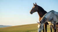 Two horses standing together in golden sunset light on open grassland field with clear sky background for equestrian and ranch lifestyle concepts.