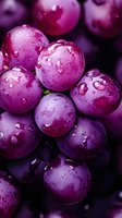 Fresh purple grapes with water drops in macro photography showing juicy texture and natural moisture on dark background, suitable for wine and food industry.