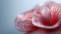 Pink flower petal with water droplets in macro photography showing delicate texture and natural beauty for wellness and spa design concepts.