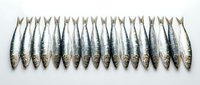 Fresh sardines arranged in neat row on white background showing silver scales and natural fish pattern for seafood market display.