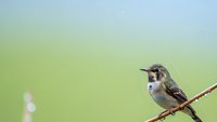 Small hummingbird perched on thin branch against soft blurred green background, tiny colorful bird with iridescent feathers in natural outdoor setting.