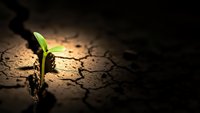 Small green plant seedling emerging from cracked dry earth soil, symbolizing hope, growth, resilience and new life overcoming harsh conditions.