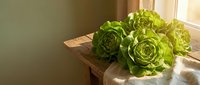 Fresh green lettuce heads arranged in rustic wooden bowl on kitchen table with natural sunlight streaming through window creating warm atmosphere.