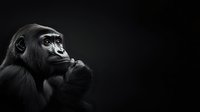 Dramatic black and white portrait of contemplative gorilla showing intelligence and emotion against dark background, powerful wildlife photography for conservation awareness.