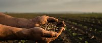 Farmer hands holding fresh coffee beans at sunrise over plantation field showcasing agricultural harvest and organic farming practices.