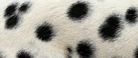 Close-up of natural animal fur texture with black spots on white background. Organic pattern for fashion, textile design and decorative applications.