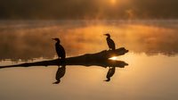 Three cormorants perched on a fallen log at sunrise, silhouetted against golden water and misty atmosphere. Wildlife scene for nature and environmental projects.