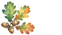 Autumn oak leaves with acorns in warm fall colors isolated on transparent background for seasonal design projects and nature themed graphics.