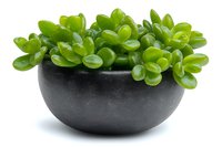 Fresh green jade plant succulent in round black ceramic pot isolated on white background, decorative houseplant for modern interior design.