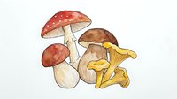Watercolor illustration of red and brown mushrooms with white stems isolated on white background, suitable for culinary design, educational materials, and botanical artwork.