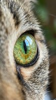 Close-up macro shot of stunning green cat eye with golden flecks and detailed iris patterns surrounded by soft gray and brown striped fur texture.
