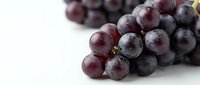 Fresh purple grapes cluster on white background, organic fruit for healthy eating, wine making and culinary applications.