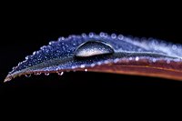 Macro water droplet on feather surface with dewdrops creating natural patterns against dark background for nature photography and organic textures.