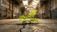 Green fern plant growing through concrete crack in abandoned industrial building with natural sunlight streaming through broken roof windows.