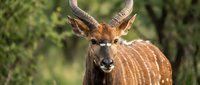 Male nyala antelope with spiral horns standing in natural African savanna habitat with green foliage background for wildlife photography and nature content.