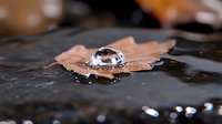 Crystal clear water droplet resting on autumn maple leaf floating in dark water, showcasing nature's delicate balance and seasonal transition.