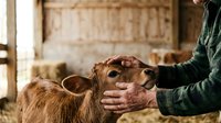 Farmer's hands gently holding brown goat's head in rustic barn setting, showcasing animal care and agricultural lifestyle for farming, livestock, and rural business content.