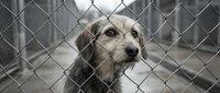 Sad mixed breed dog behind chain link fence at animal shelter looking through metal wire waiting for adoption and new loving home.