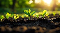 Young green seedlings growing in fertile soil at sunrise, with natural bokeh light effect and shallow depth of field, representing growth and new beginnings.