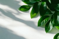 Fresh green leaves casting natural shadows on light wall, minimalist botanical composition with copy space for wellness and spa designs.