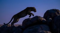 Leopard jumping between rocky outcrops during twilight hour with purple sky background in African wilderness safari setting.