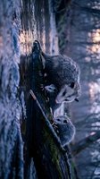 Virginia opossum mother carrying baby on back climbing down mossy tree trunk in natural forest habitat during twilight hours.